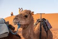 Portrait of a beautiful dromedary in Erg Chebbi Royalty Free Stock Photo