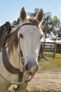 Portrait of a beautiful dun or buckskin quarter horse in his western tack Royalty Free Stock Photo