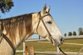 Portrait of a beautiful dun or buckskin quarter horse in his western tack