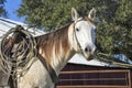 Portrait of a beautiful dun or buckskin quarter horse in his western tack Royalty Free Stock Photo