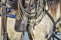 Portrait of a beautiful dun or buckskin quarter horse in his western tack Royalty Free Stock Photo