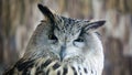 Portrait of a beautiful eagle owl