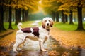 Portrait of a beautiful English Setter dog in the park. Generative AI