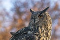 Portrait of a beautiful Eurasian Eagle owl Bubo bubo portrait. Blue and brown autumn bokeh background. Autumn forest. Noord Brab Royalty Free Stock Photo