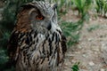 Portrait of a beautiful eurasian eagle-owl