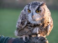 Portrait of European eagle-owl with orange eyes, also known as the Eurasian eagle owl. Royalty Free Stock Photo