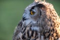 Portrait of European eagle-owl with orange eyes, also known as the Eurasian eagle owl. Royalty Free Stock Photo