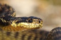 Portrait of beautiful european snake