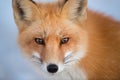 Portrait of a beautiful Ezo red fox Royalty Free Stock Photo