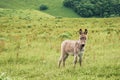 Portrait of a beautiful fluffy ass, Equus asinus, in the middle of a green meadow. On a sunny morning Royalty Free Stock Photo