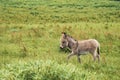 Portrait of a beautiful fluffy ass, Equus asinus, in the middle of a green meadow. On a sunny morning Royalty Free Stock Photo