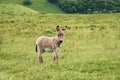 Portrait of a beautiful fluffy ass, Equus asinus, in the middle of a green meadow. On a sunny morning Royalty Free Stock Photo