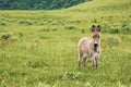 Portrait of a beautiful fluffy ass, Equus asinus, in the middle of a green meadow. On a sunny morning Royalty Free Stock Photo