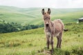 Portrait of a beautiful fluffy ass, Equus asinus, in the middle of a green meadow. On a sunny morning Royalty Free Stock Photo