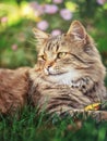 Portrait of a beautiful fluffy cat Royalty Free Stock Photo