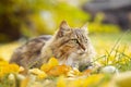 Portrait of a beautiful fluffy cat lying on the fallen yellow foliage, pet walking on nature in the autumn