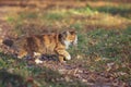 Portrait of a beautiful fluffy cat walking in the autumn garden holding a caught red mouse in his teeth Royalty Free Stock Photo