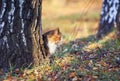 Beautiful fluffy cat walking in an autumn garden and peeking out from behind a tree with a caught red mouse in its Royalty Free Stock Photo