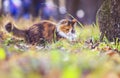 beautiful fluffy cat walking in the autumn garden and playing in the grass with leaves