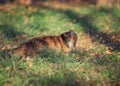 portrait of a beautiful cat walking in the autumn Park with a caught mouse in his teeth Royalty Free Stock Photo