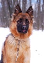 Portrait of beautiful fluffy German shepherd dog Junior puppy in a winter snowy field. nine months age Royalty Free Stock Photo