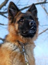 Portrait of beautiful fluffy German shepherd dog Junior puppy in a winter snowy field. nine months age Royalty Free Stock Photo