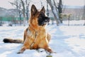 Portrait of beautiful fluffy German shepherd dog Junior puppy in a winter snowy field. nine months age Royalty Free Stock Photo