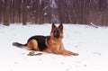 Portrait of beautiful fluffy German shepherd dog Junior puppy in a winter snowy field. nine months age Royalty Free Stock Photo