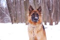 Portrait of beautiful fluffy German shepherd dog Junior puppy in a winter snowy field. nine months age Royalty Free Stock Photo