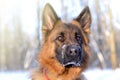 Portrait of beautiful fluffy German shepherd dog Junior puppy in a winter snowy field. nine months age Royalty Free Stock Photo