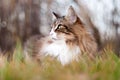 Portrait of a beautiful fluffy norwegian forest cat looking far sitting near a tree. Warm colors Royalty Free Stock Photo