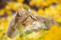 Portrait of a Siberian cat lying on the fallen yellow foliage looking up, pet walking on nature in the autumn