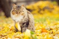 portrait of a fluffy Siberian cat lying on the fallen yellow foliage, pet walking on nature in the autumn