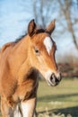 Portrait of beautiful foal in the farm yard