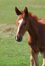 Portrait of beautiful foal Royalty Free Stock Photo