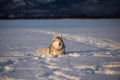 Beautiful and happy siberian husky dog lying in the snow field in winter at sunset Royalty Free Stock Photo