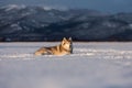 Beautiful and prideful siberian husky dog lying in the snow field in winter at sunset Royalty Free Stock Photo