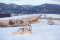 Portrait of Beautiful, free and prideful dog breed siberian husky lying in the field in winter on mountain background Royalty Free Stock Photo