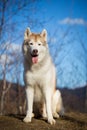 Beautiful, free and prideful Siberian Husky dog with tonque hanging out sitting in the forest in late autumn Royalty Free Stock Photo