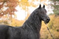 Portrait of beautiful Friesian stallion