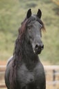 Portrait of beautiful Friesian stallion