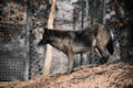 Portrait of a beautiful furry black wolf