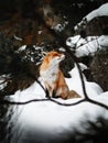 Portrait of beautiful furry and sleepy fox in snow covered forest, sitting and ejoying moment in fairytale nature. Cute orange