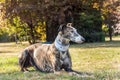 Portrait of a beautiful galgo dog Royalty Free Stock Photo