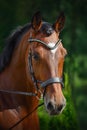 Beautiful gelding horse in bridle on forest background in summer