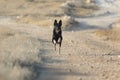 Portrait of a beautiful german shepherd or alsatian dog in the field Royalty Free Stock Photo