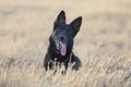 Portrait of a beautiful german shepherd or alsatian dog in the field Royalty Free Stock Photo