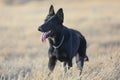 Portrait of a beautiful german shepherd or alsatian dog in the field Royalty Free Stock Photo