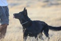 Portrait of a beautiful german shepherd or alsatian dog in the field Royalty Free Stock Photo