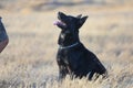 Portrait of a beautiful german shepherd or alsatian dog in the field Royalty Free Stock Photo